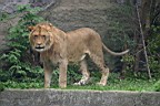 IMG11690_Warszawa_Zoo.jpg