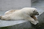 IMG11746_Warszawa_Zoo.jpg