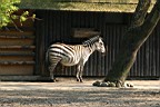 IMG_6950_cr_Warszawa_Zoo.jpg